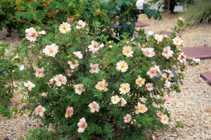 Obraz Potentilla